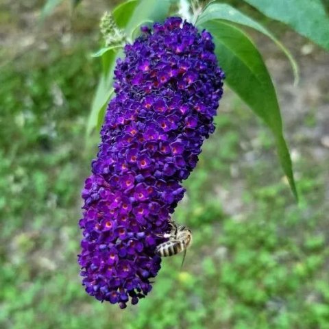 Buddleja davidii 'Nanho Blue'