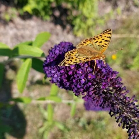 Buddleja davidii 'Black Knight'