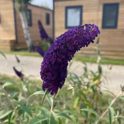 Buddleja davidii 'Black Knight'