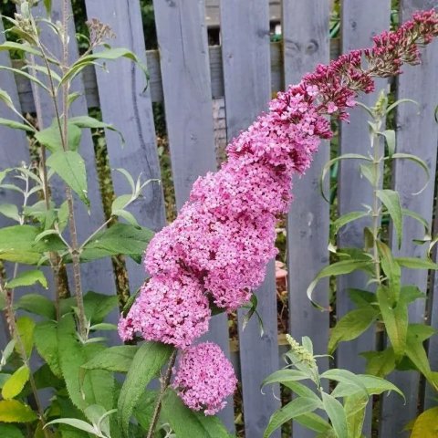 Buddleja davidii 'Pink Delight'