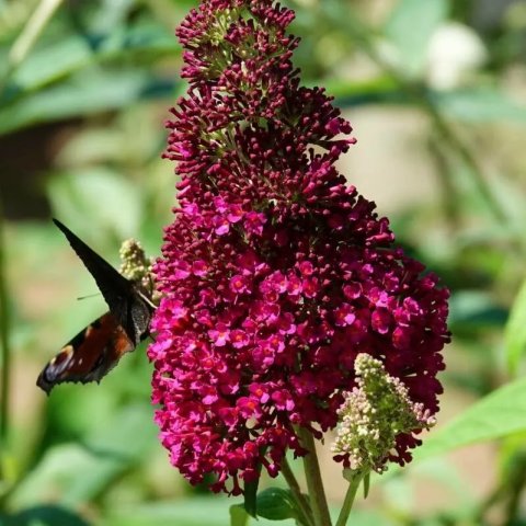 Buddleja davidii 'Royal Red'