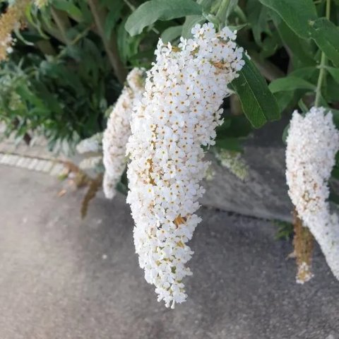 Buddleja davidii 'White Profusion'