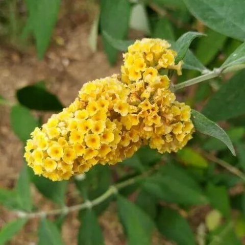 Buddleja weyeriana 'Sungold'