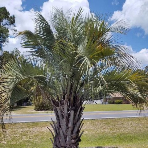 Butia capitata (australis)  