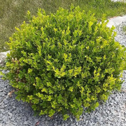 Buxus microphylla 'Faulkner'