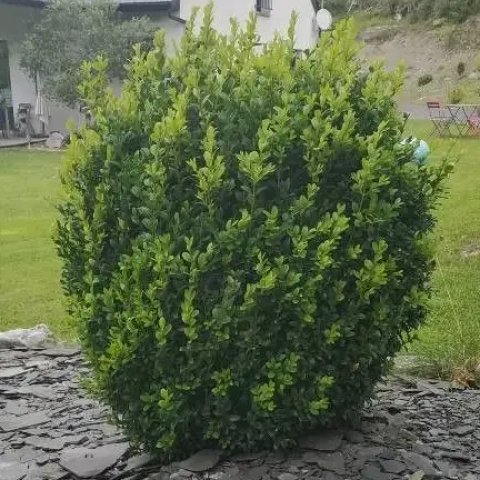 Buxus Sempervirens