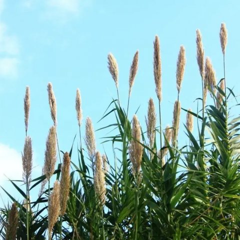 Arundo donax 