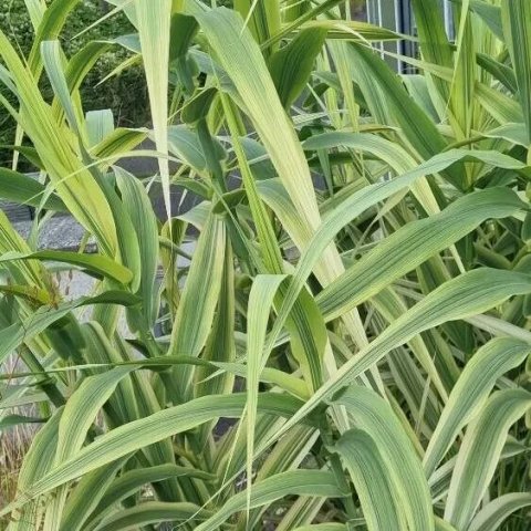 Arundo donax 'Golden Chain'