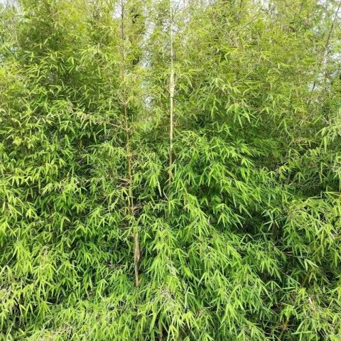 Bambou - Fargesia
