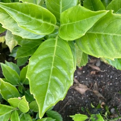 Aucuba japonica 'Rozannie'