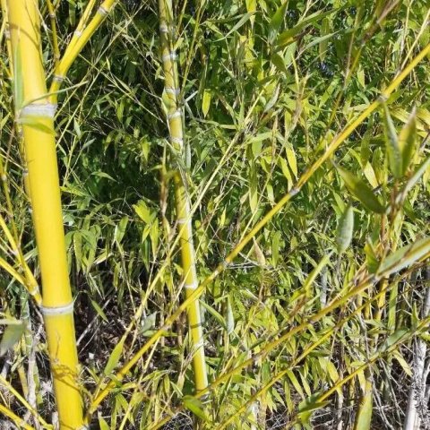 Bambou - Phyllostachys aurea 