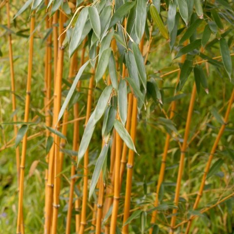 Bambou - Phyllostachys aureosulcata 'Aureocaulis'