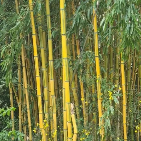 Bambou - Phyllostachys bambusoides 'Castillonis'