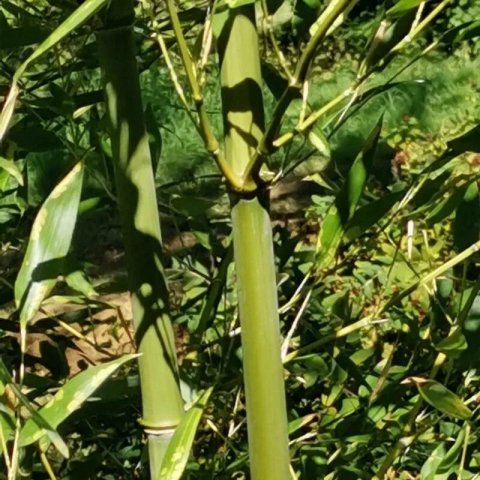 Phyllostachys bissetii