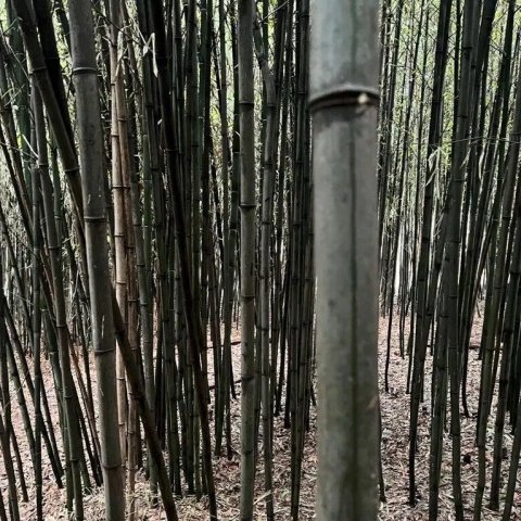 Bambou - Phyllostachys nigra 