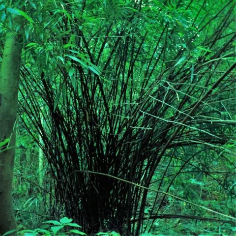 Bambou - Phyllostachys nigra 