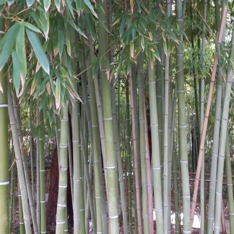 Bambou - Phyllostachys viridiglaucescens 
