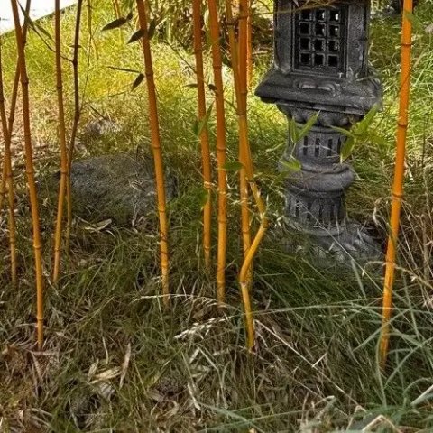 Bambou - Phyllostachys aureosulcata 'Spectabilis'
