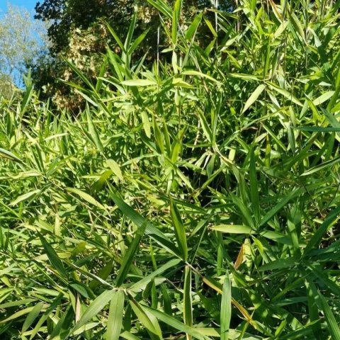 Bambou - Pleioblastus pumilus (Bambusa nana) 