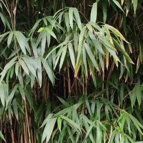 Bambou - Pseudosasa japonica (Bambusa metake) 