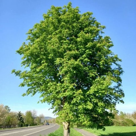 Aesculus hippocastanum 