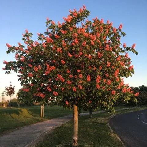 Aesculus carnea 'Briotii'