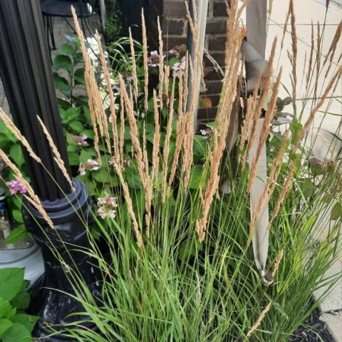 Calamagrostis acutiflora 'Overdam'