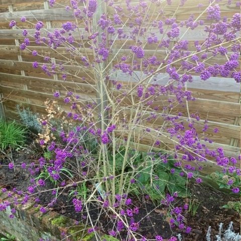 Callicarpa dichotoma 'Issai'