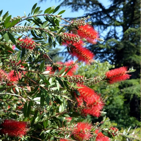 Callistemon citrinus (lanceolatus) 