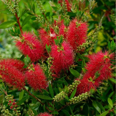 Callistemon citrinus 'Splendens'