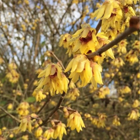 Chimonanthus praecox 