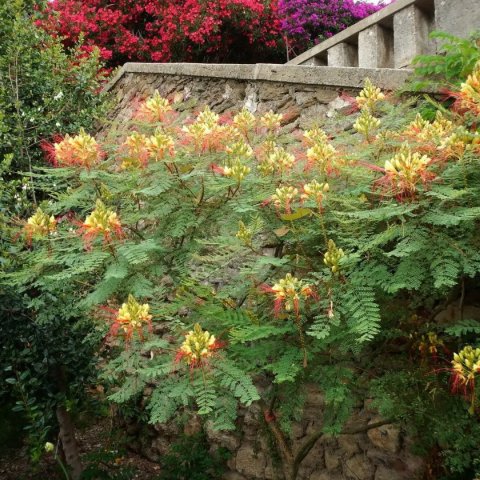 Caesalpinia gilliesii 