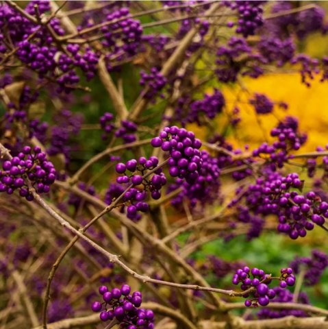 Callicarpa bodinieri 'Profusion'