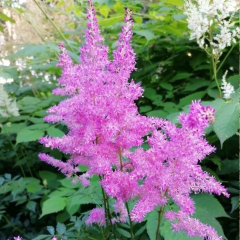 Astilbe