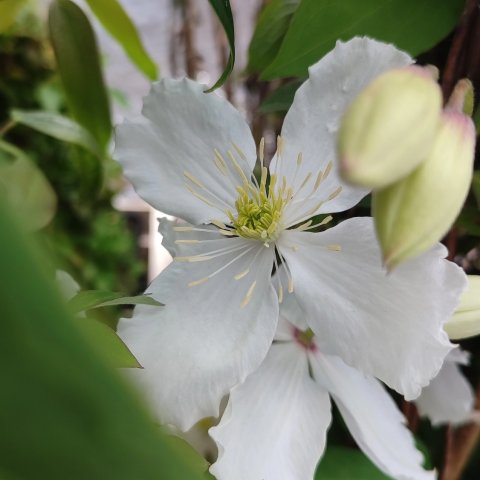 Clematis montana spooneri