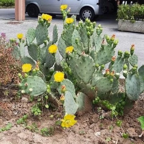 Opuntia ficus-indica (engelmannii) 