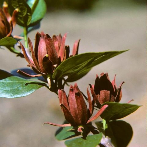 Calycanthus floridus 