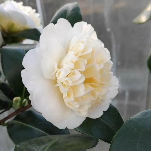 Camellia japonica 