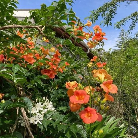 Campsis grandiflora 