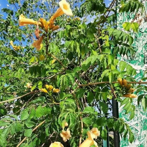 Campsis radicans 'Flava' ('Yellow Trumpet')