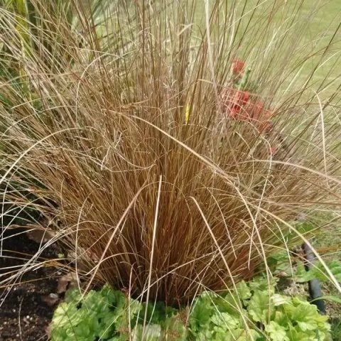 Carex buchananii 