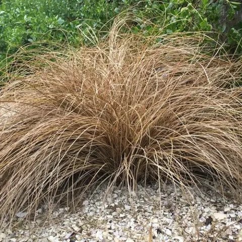 Carex flagellifera 