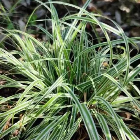 Carex morrowii 'Ice Dance'