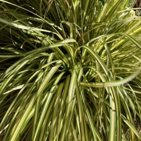 Carex Oshimensis 'Evergold'