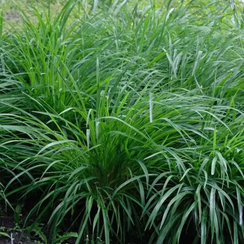 Carex oshimensis 'Evergreen'