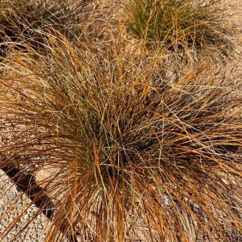 Carex testacea 'Prairie Fire'