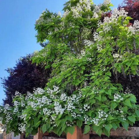 Catalpa bignonioides 