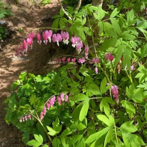 Lamprocapnos Spectabilis 