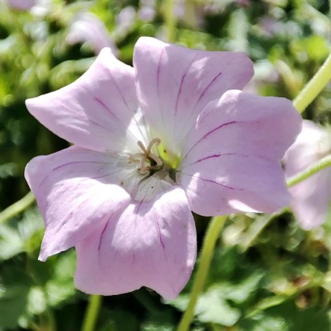 Geranium 'Dreamland'®