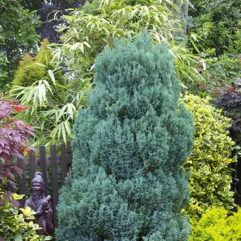 Chamaecyparis lawsoniana 'Ellwoodii'